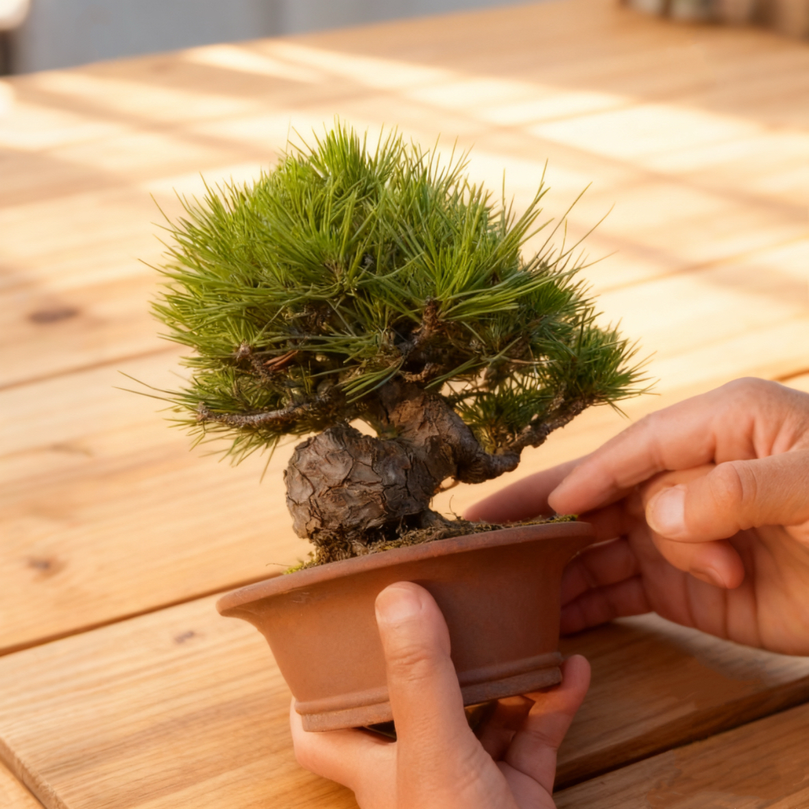 日本黑松千寿丸大阪松五针松树小苗短针迎客松盆景树桩盆景