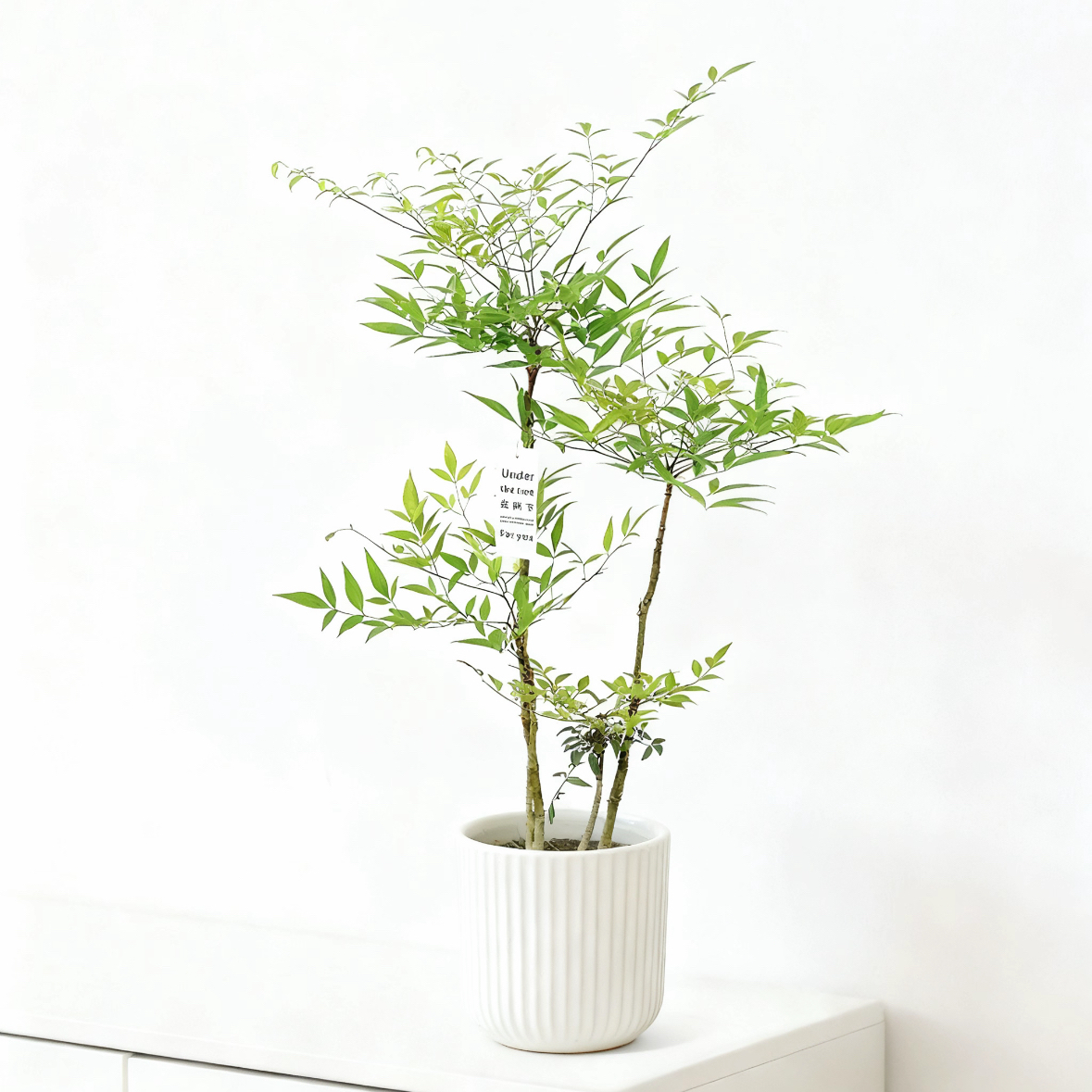 南天竹盆栽室内植物客厅玄关禅意