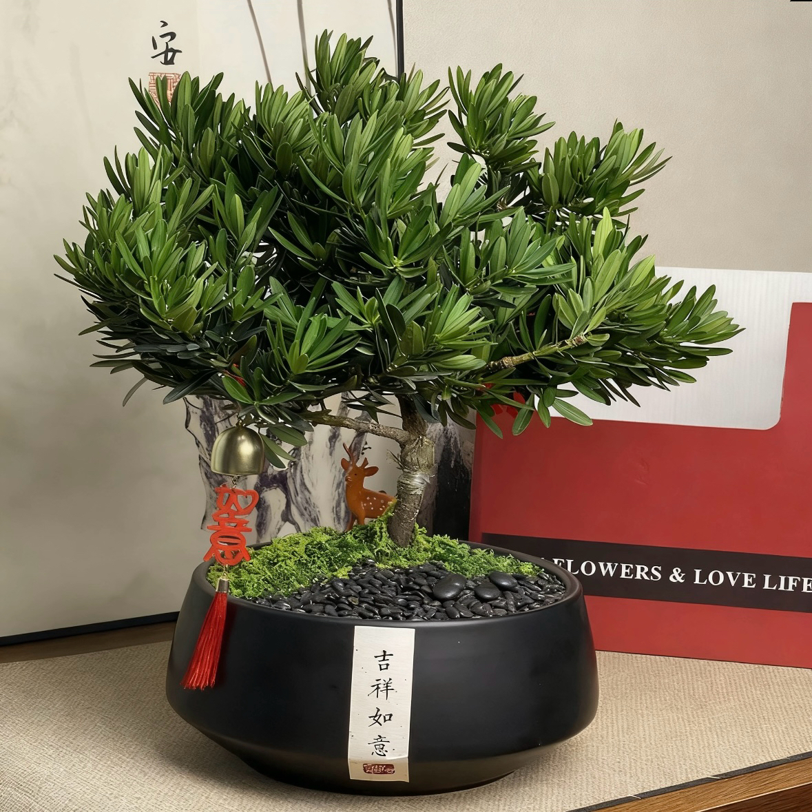 日本罗汉松盆景造型松树室内盆栽绿植紫檀榆树黄杨小叶罗汉松盆栽