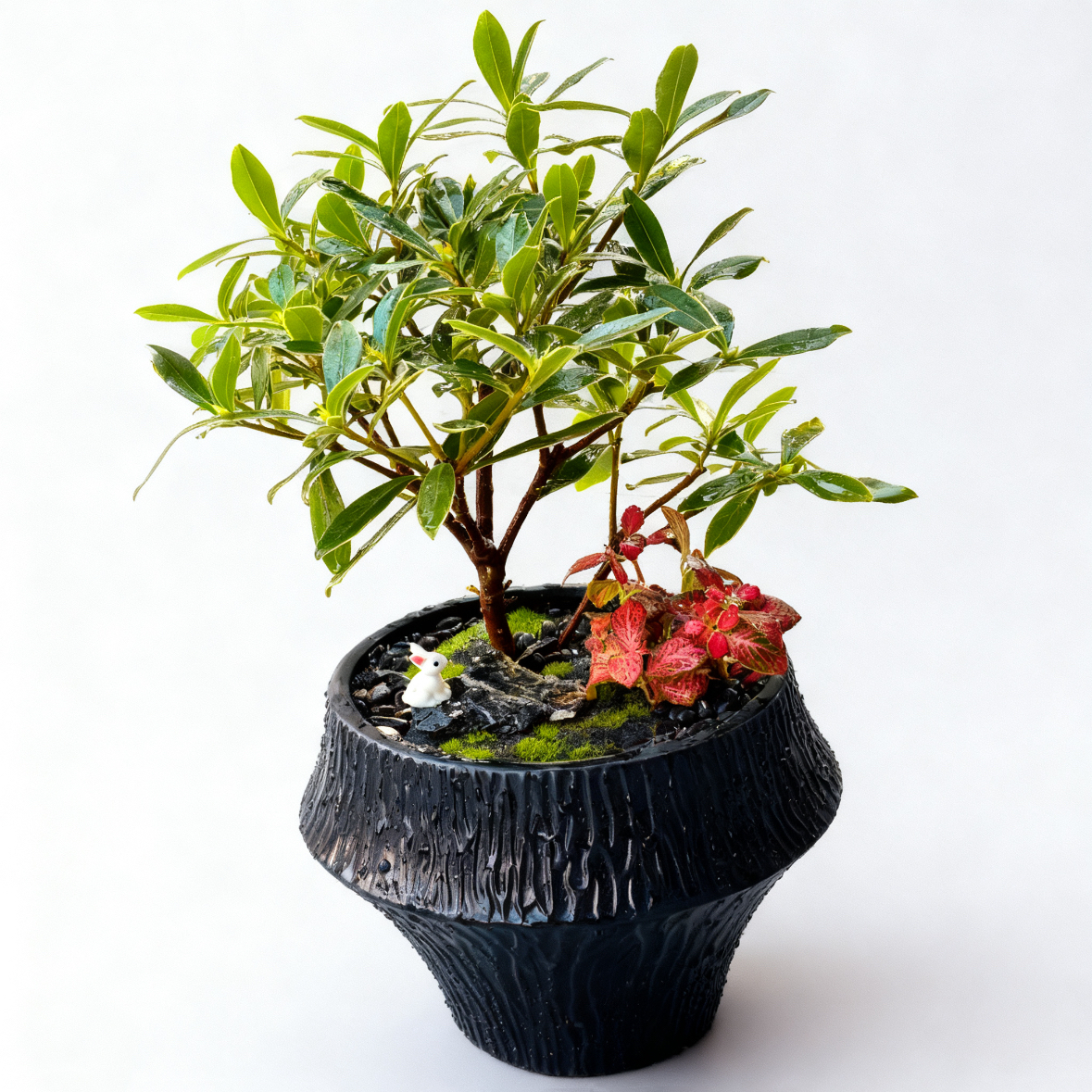 金边瑞香盆栽带花苞浓香型植物盆