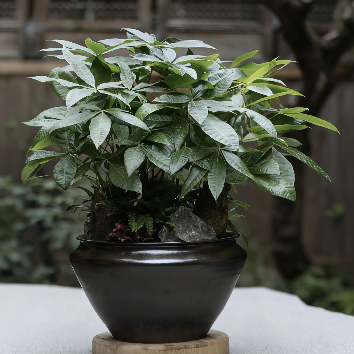 精品发财树盆景绿植室内盆栽植物花卉办公好养客厅四季常青招财树造型盆景