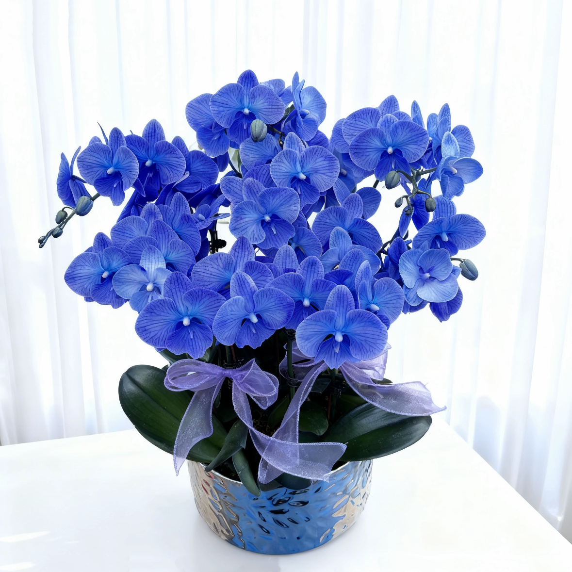 蝴蝶兰1506- 蓝色蝴蝶兰盆