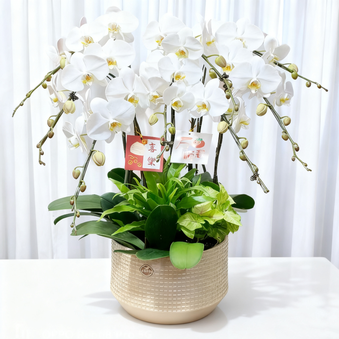 蝴蝶兰1508-03 白色蝴蝶