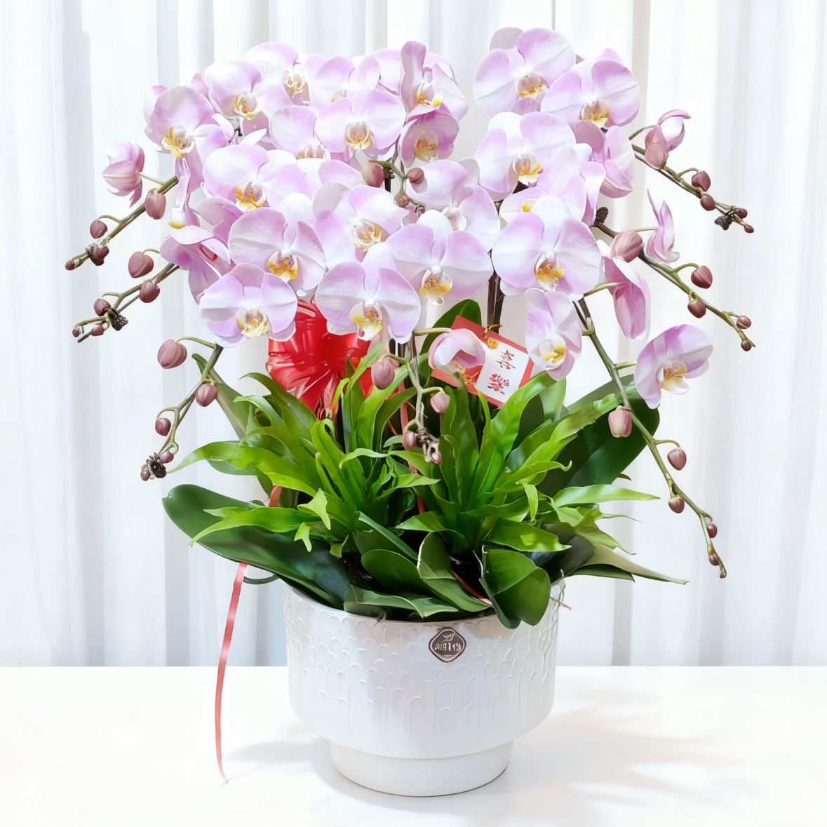 蝴蝶兰1508-05 杭州美女