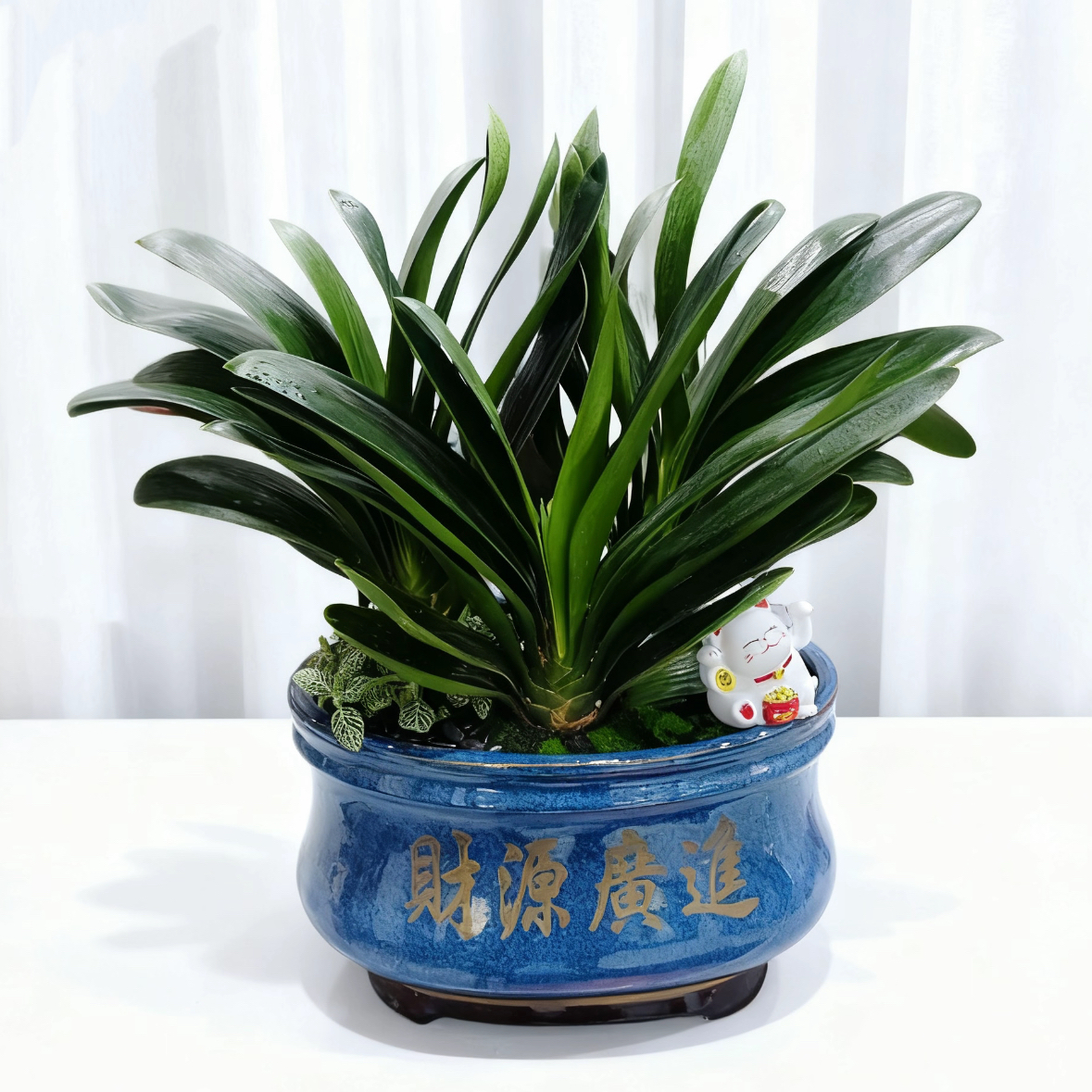 君子兰组合盆栽客厅办公室内花卉绿植四季好养桌面观赏植物盆景