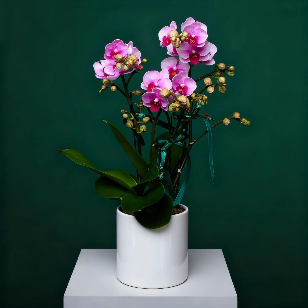 宝贝蝴蝶兰盆栽组盆春节新家年宵