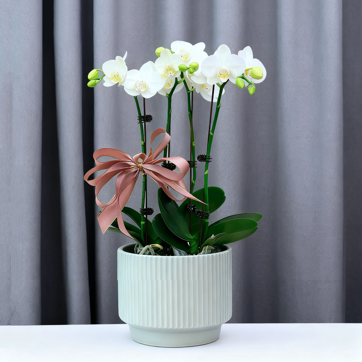 白色蝴蝶兰盆栽带花苞花卉绿植室