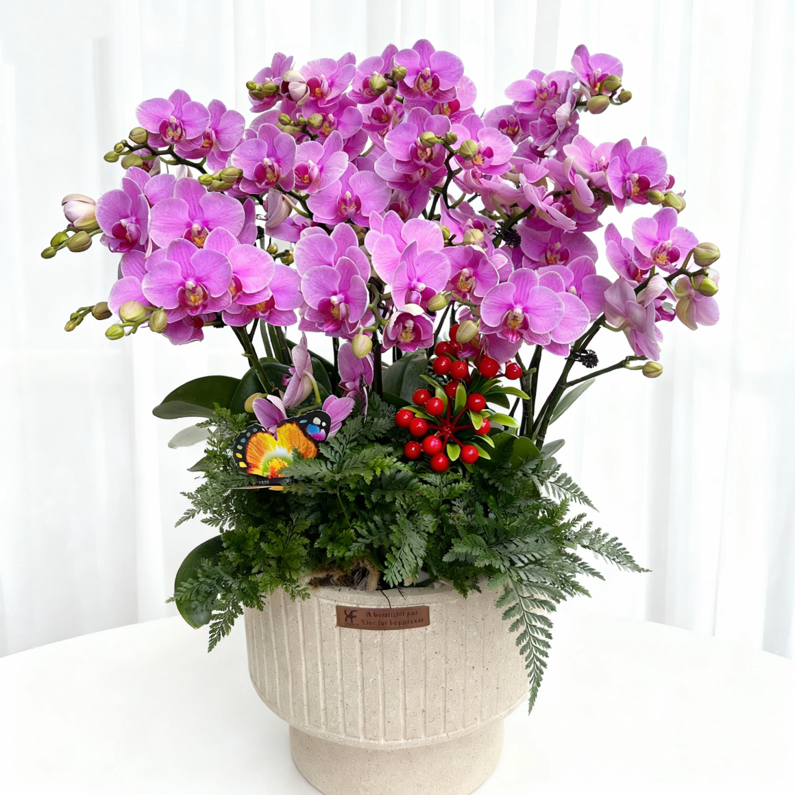 蝴蝶兰盆栽 1508-15 紫