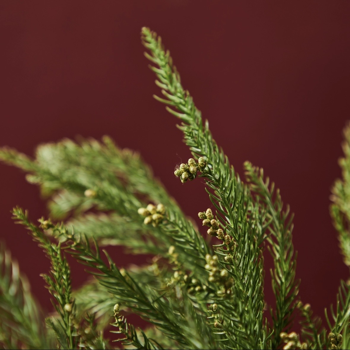 天竺少女松枝1扎3-5枝圣诞叶