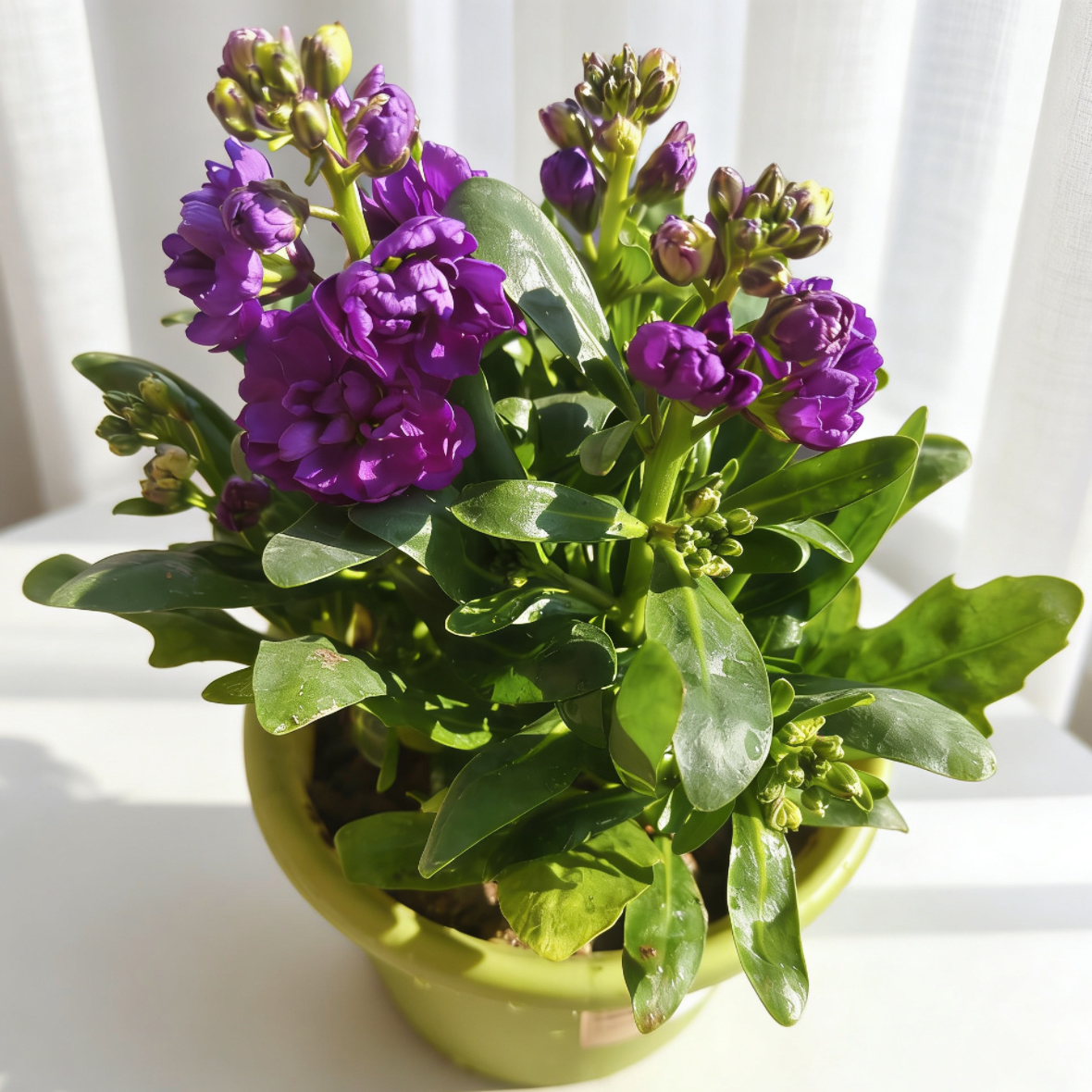 紫罗兰盆栽多年生宿根大苗室外阳