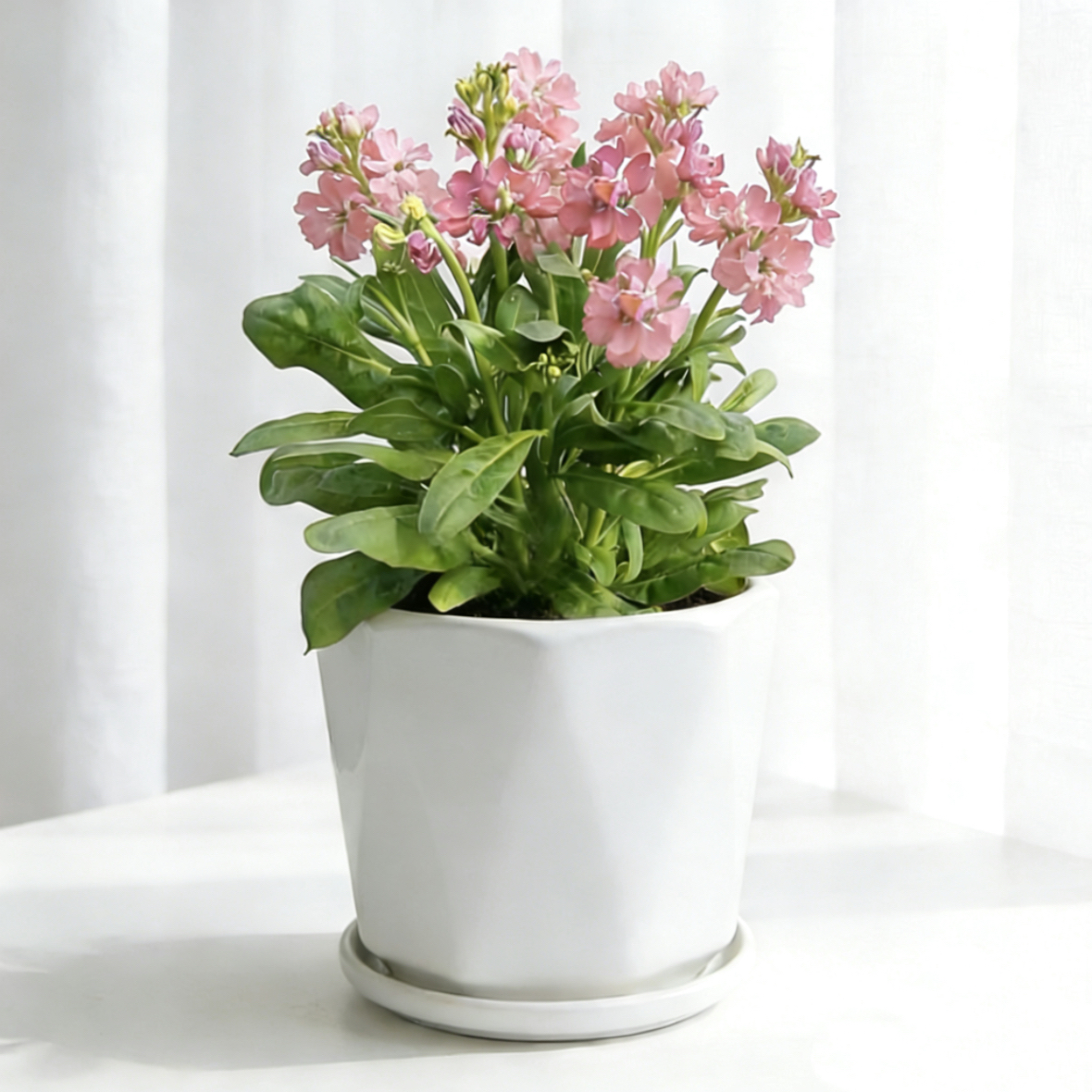 紫罗兰盆栽多年生宿根大苗室外阳