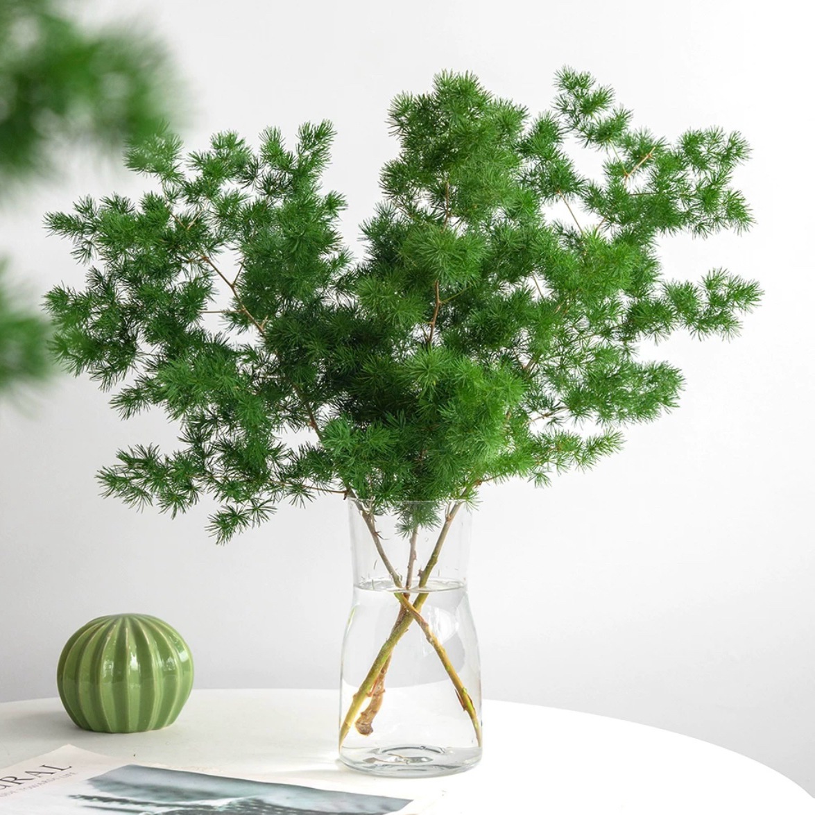 蓬莱松鲜切鲜花客厅植物室内水培