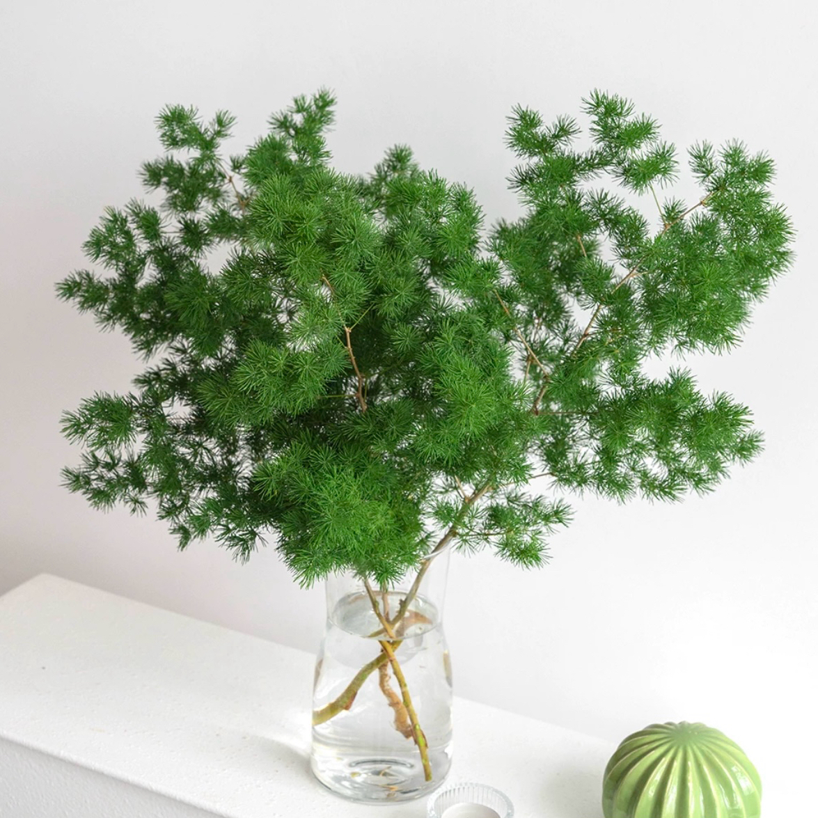 蓬莱松鲜切鲜花客厅植物室内水培