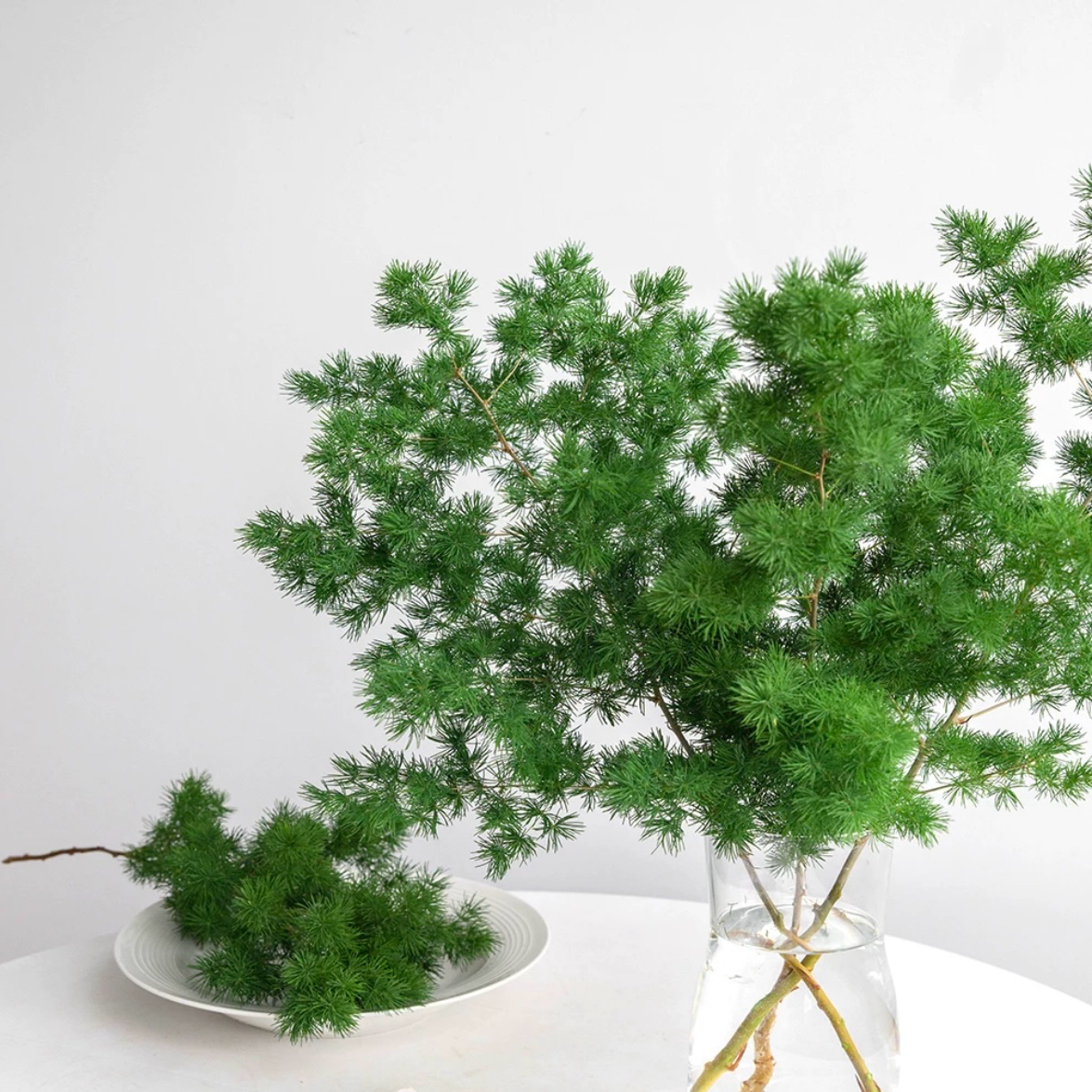 蓬莱松鲜切鲜花客厅植物室内水培绿植插花配草鲜切树枝1扎