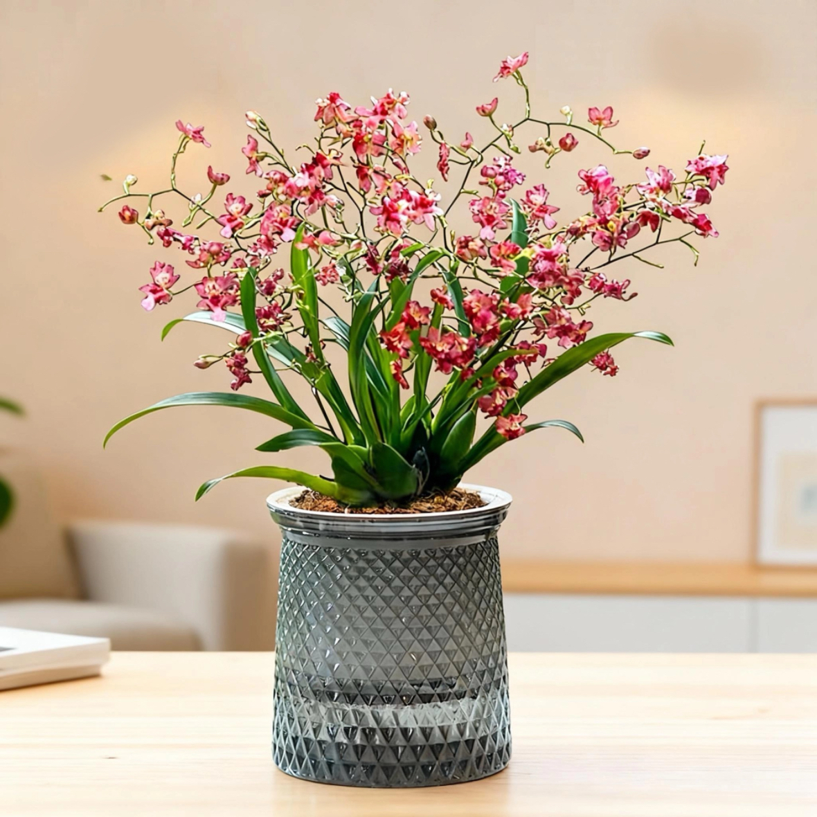 文心兰梦香兰盆栽带花苞香室内客