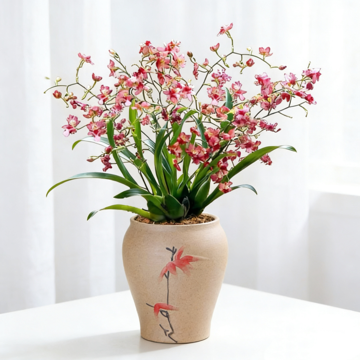 文心兰梦香兰盆栽带花苞香室内客