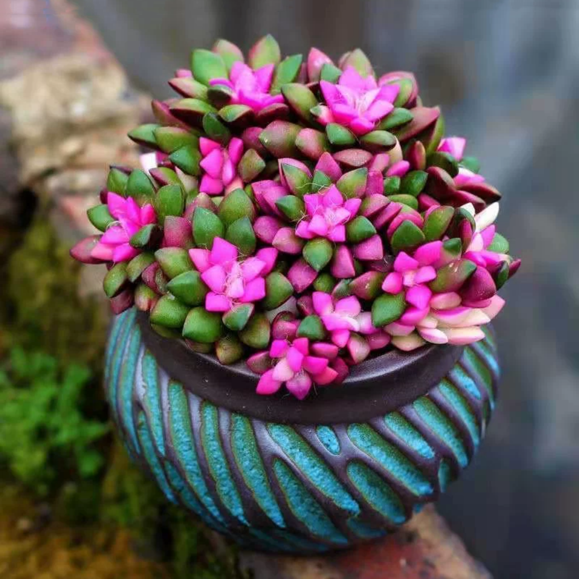 吹雪之松锦多肉植物飘雪组合室内