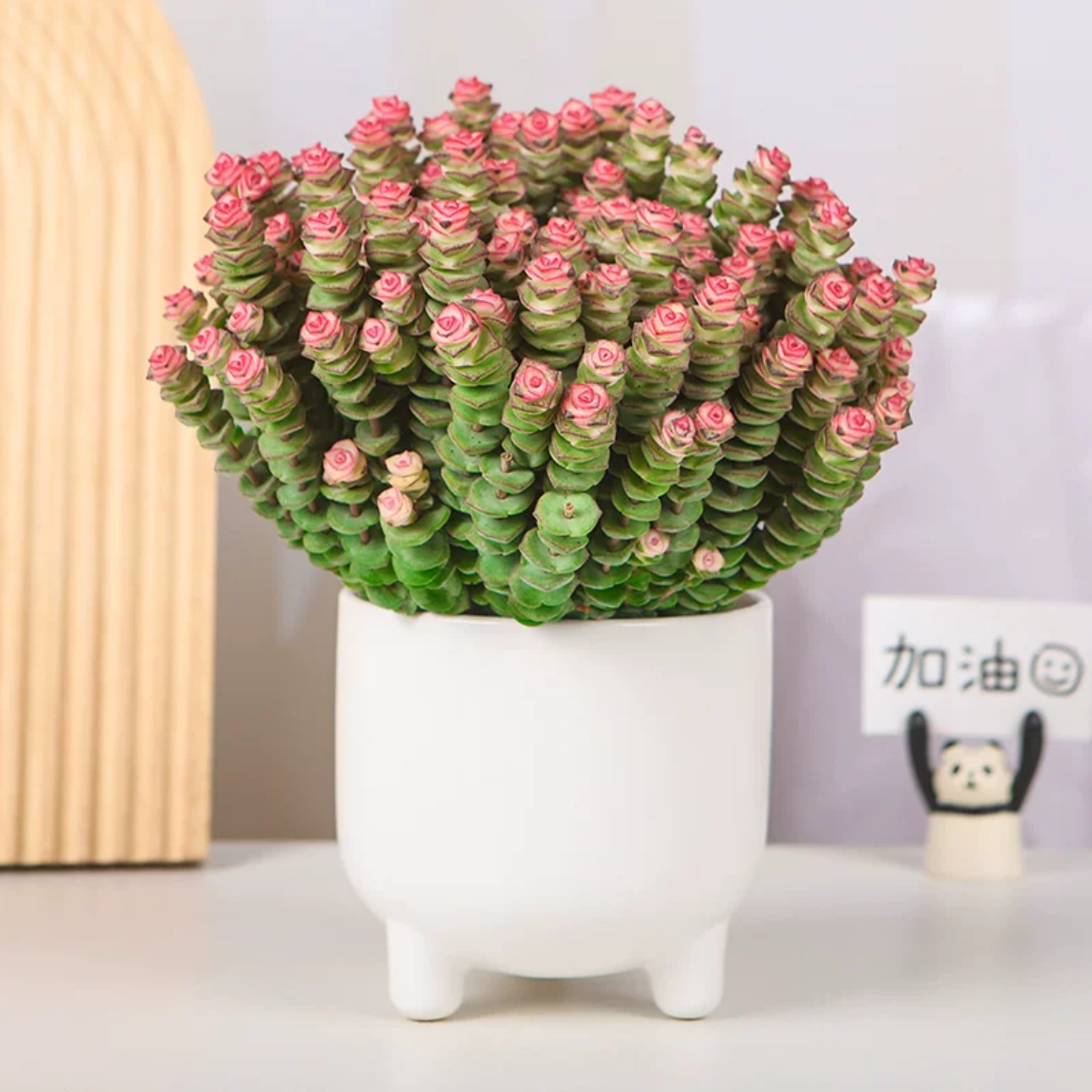 钱串钱多多植物多肉盆栽办公室桌