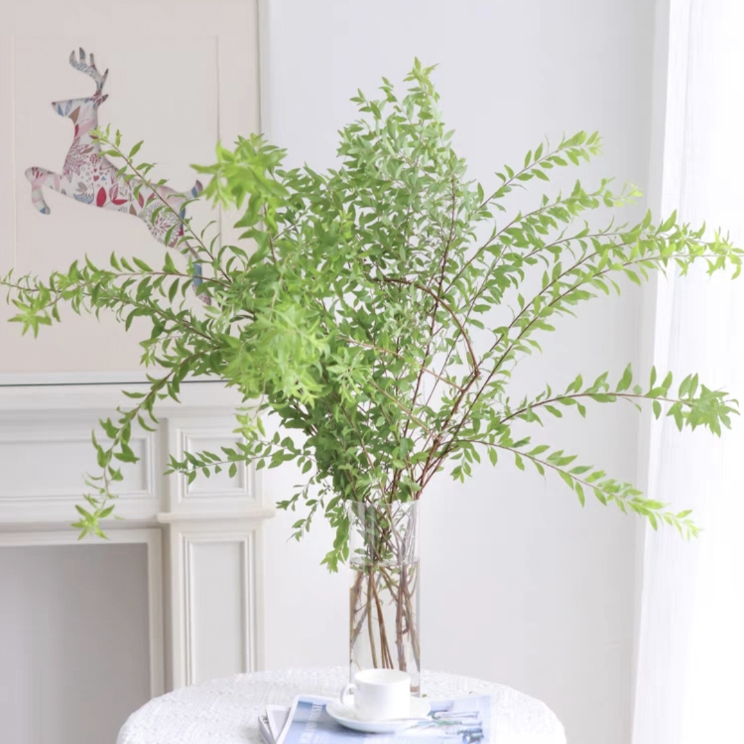 雪柳叶 鲜切花 1扎