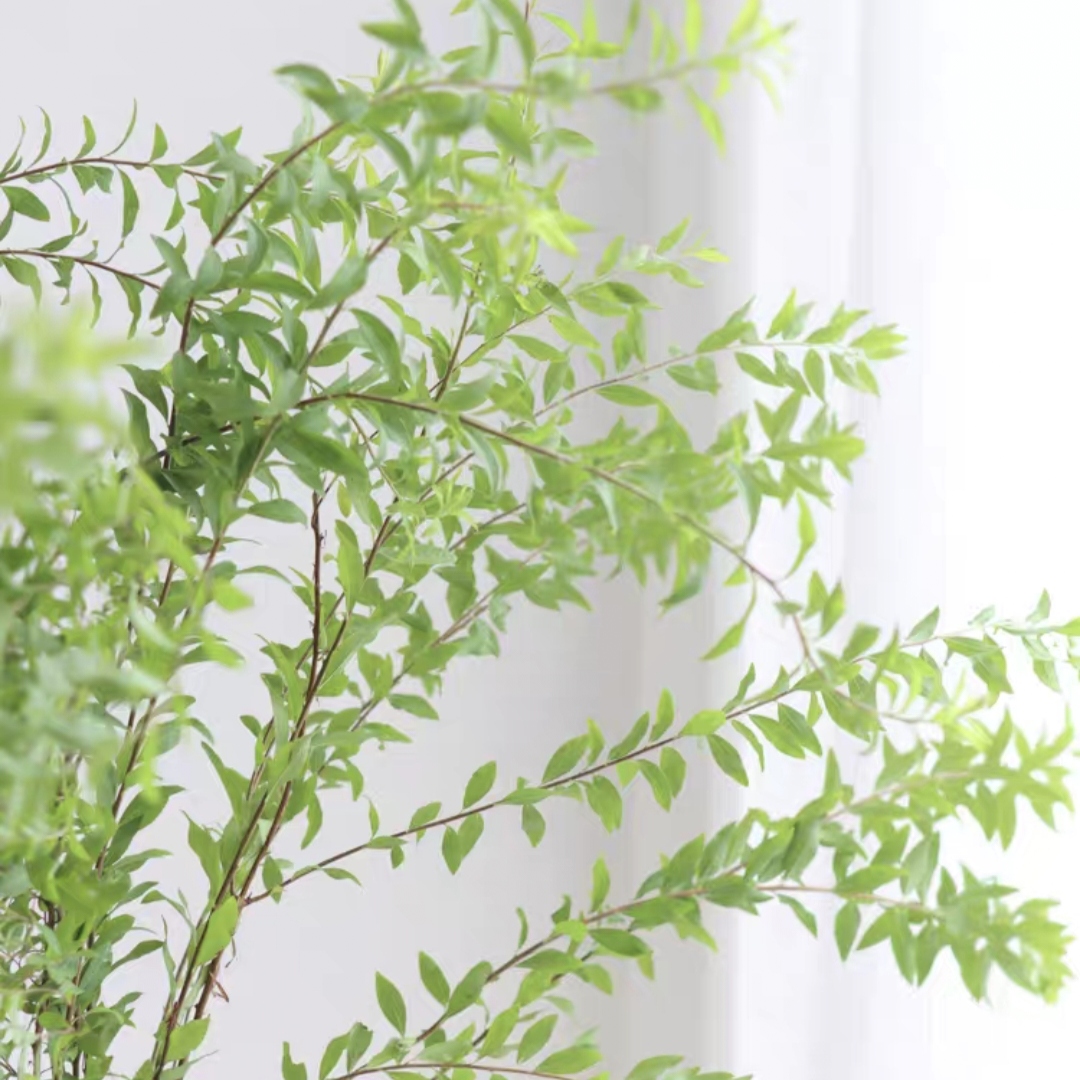 雪柳叶 鲜切花 1扎