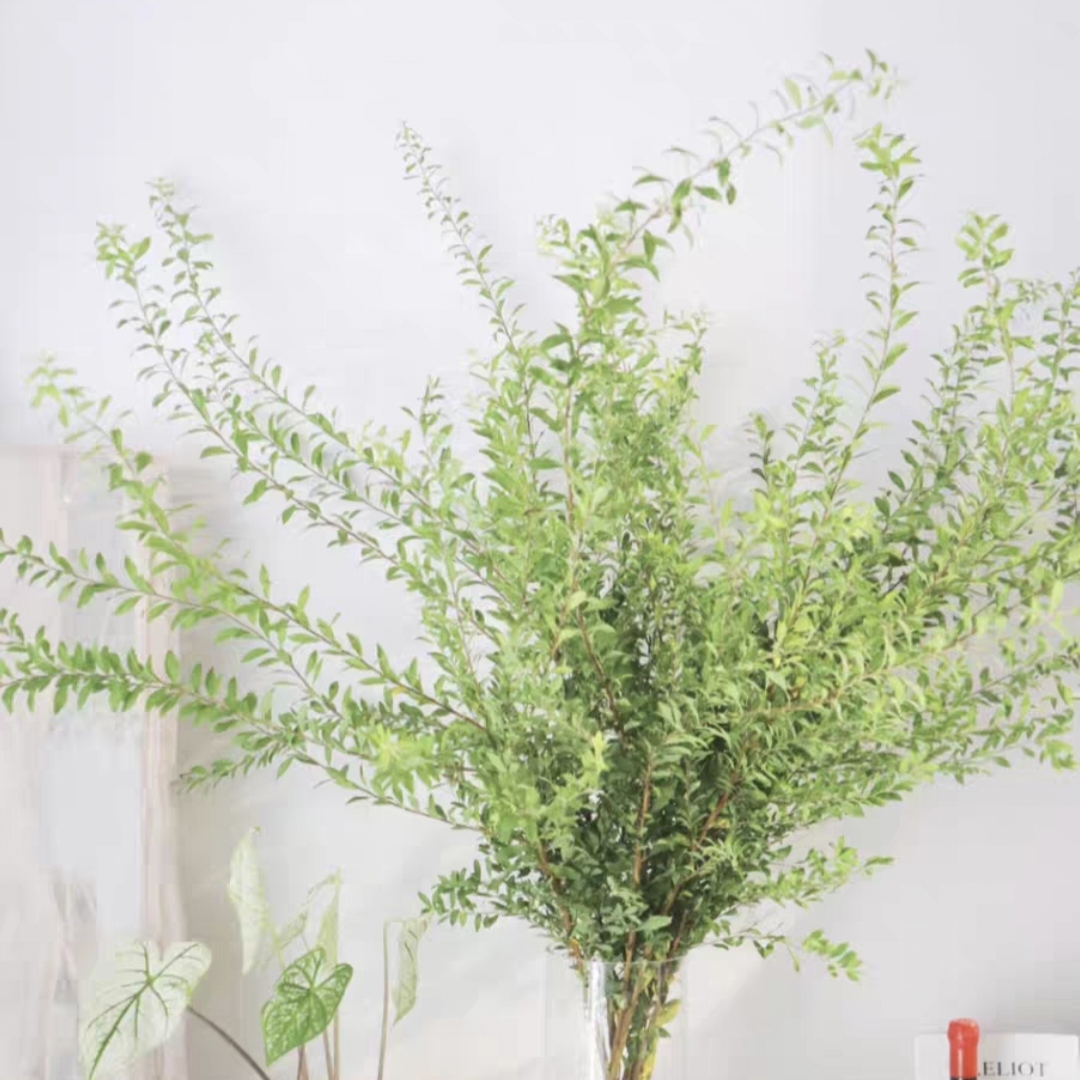 雪柳叶 鲜切花 1扎