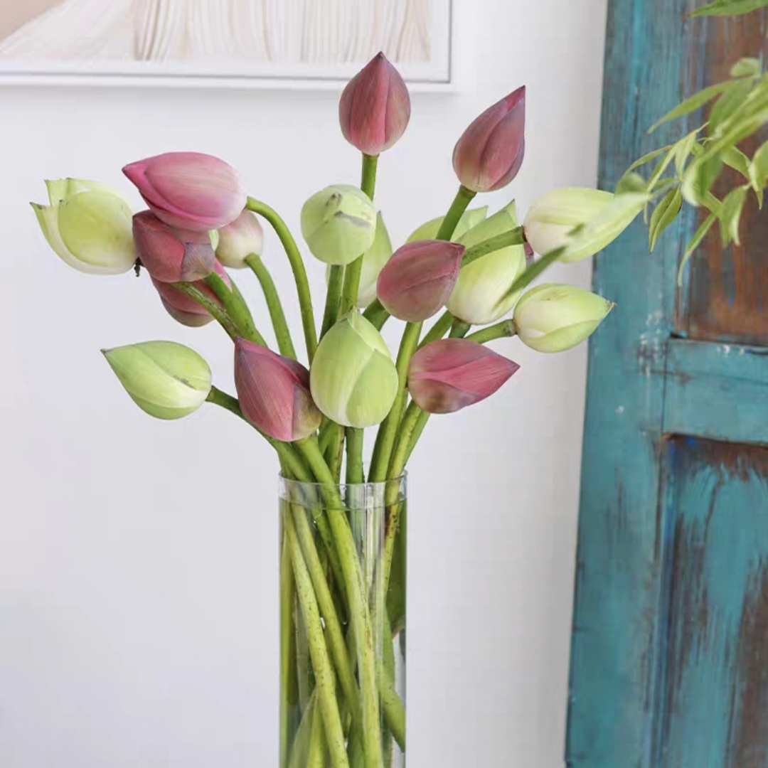 荷花 1枝 莲蓬头