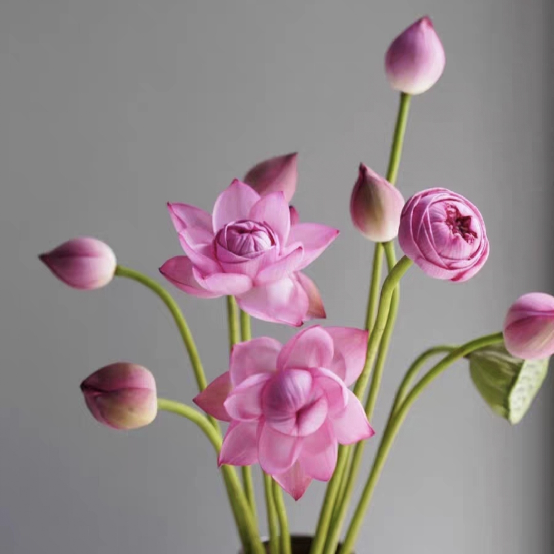 荷花 1枝 莲蓬头