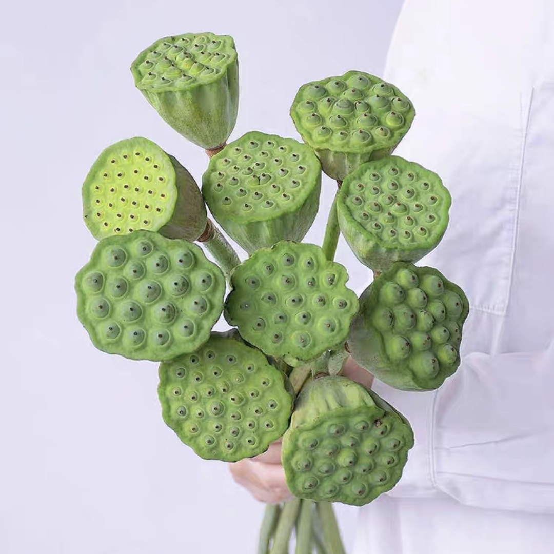 莲蓬头 1枝 荷花