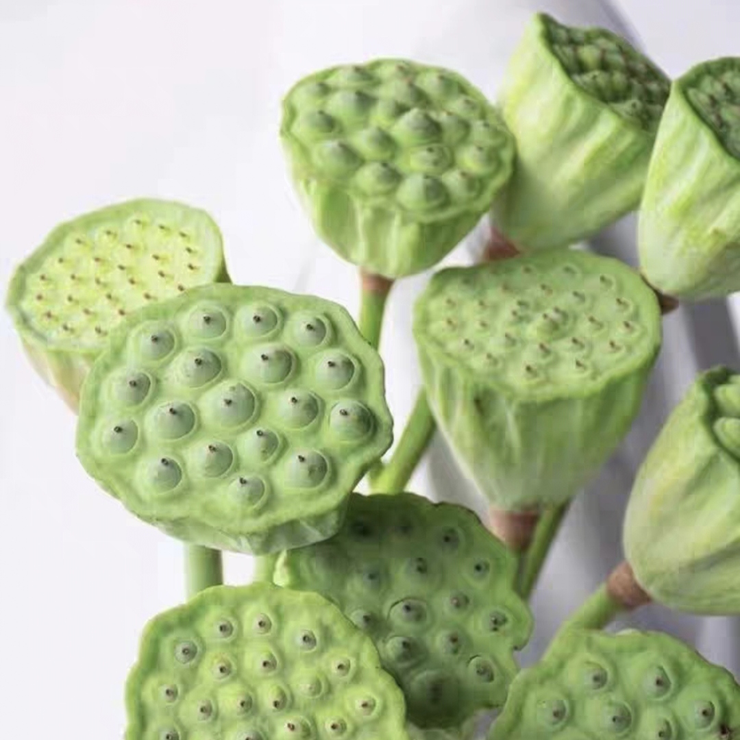 莲蓬头 1枝 荷花