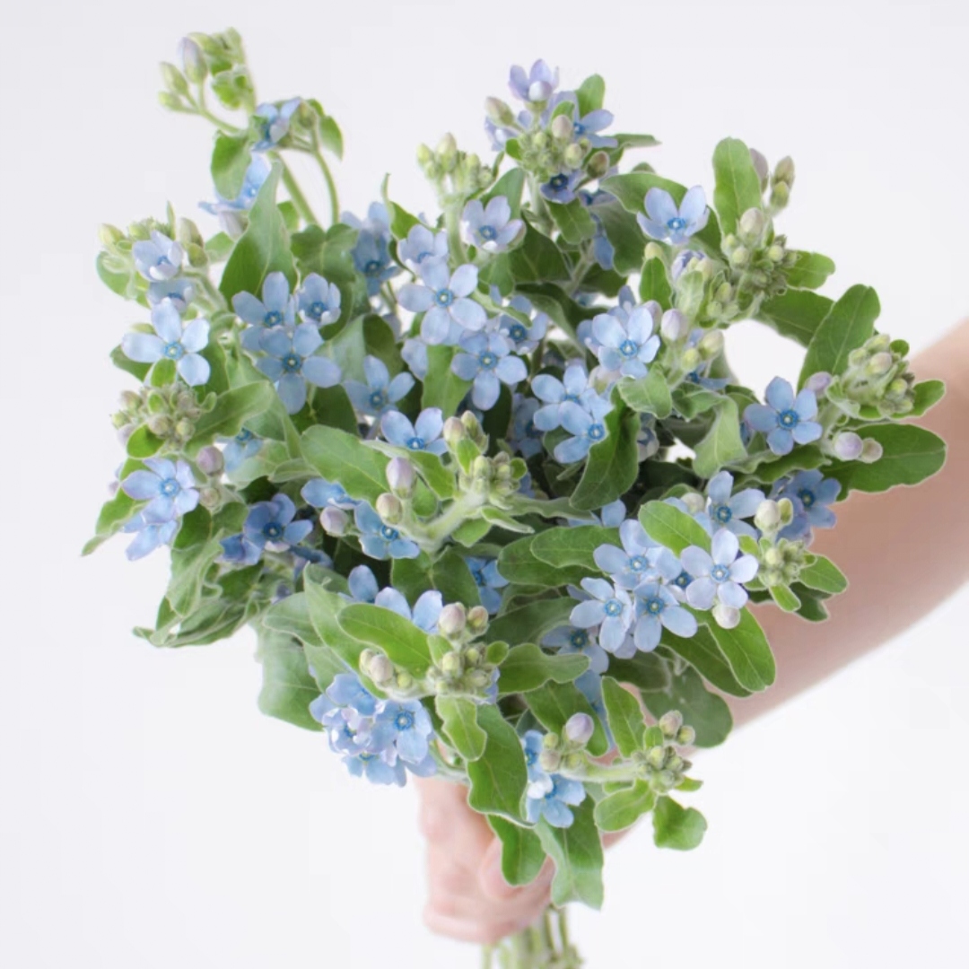 蓝星花鲜花1扎生活鲜花家庭鲜花花市插花水养花束家庭配花花店送花上门