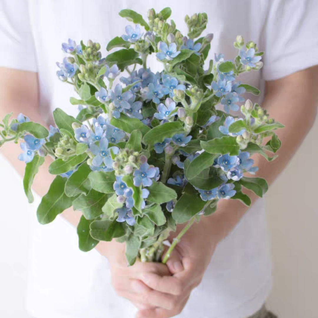蓝星花鲜花1扎生活鲜花家庭鲜花花市插花水养花束家庭配花花店送花上门