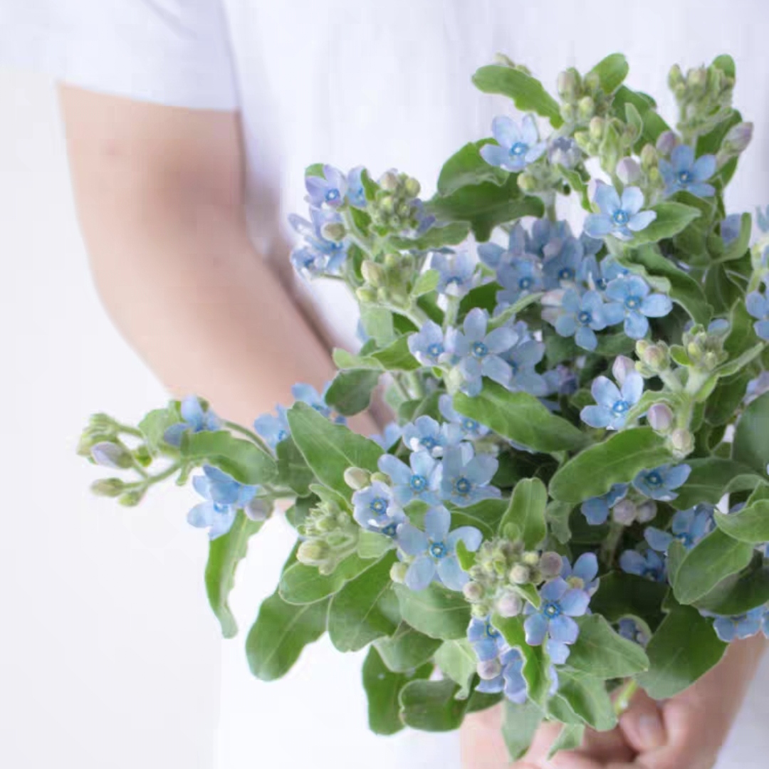 蓝星花鲜花1扎生活鲜花家庭鲜花