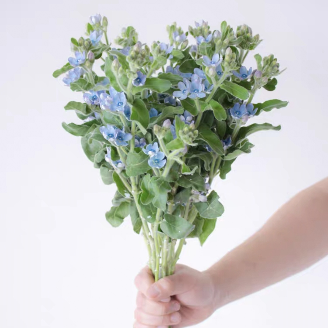 蓝星花鲜花1扎生活鲜花家庭鲜花