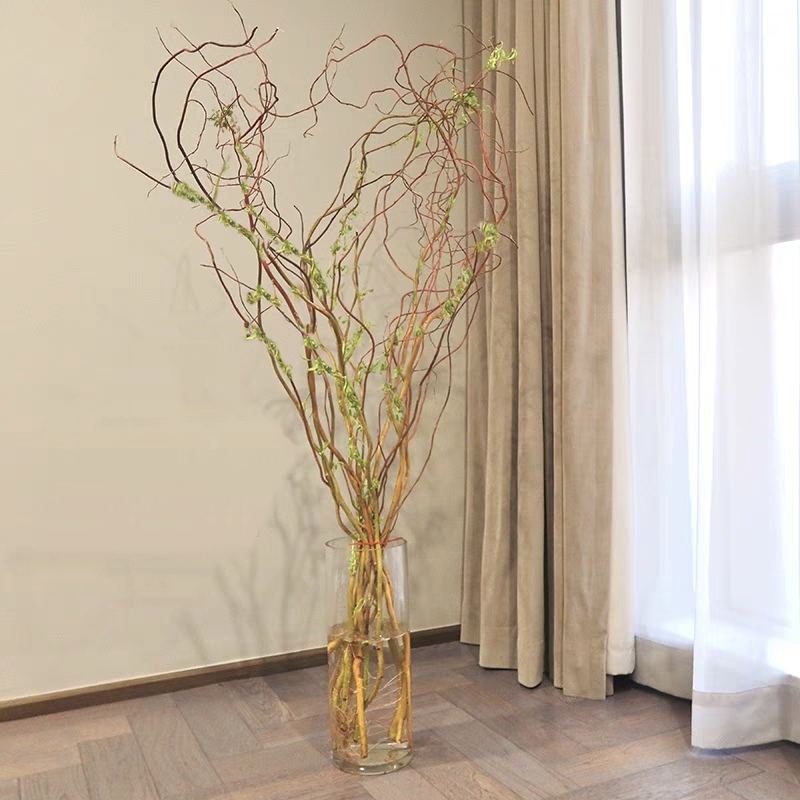 龙柳鲜切花1扎水培鲜花龙柳鲜枝