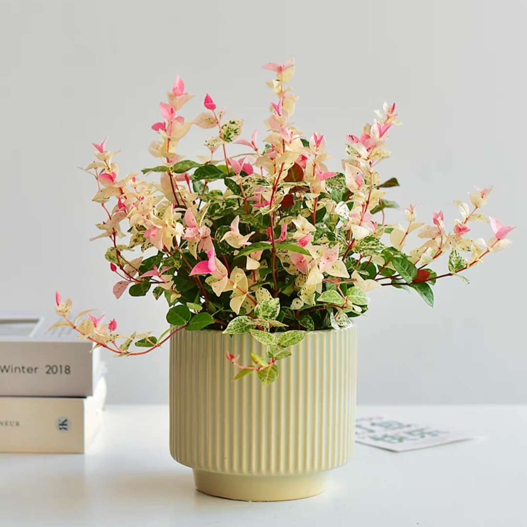 花叶络石/黄金花叶络石 小植物 桌面盆栽