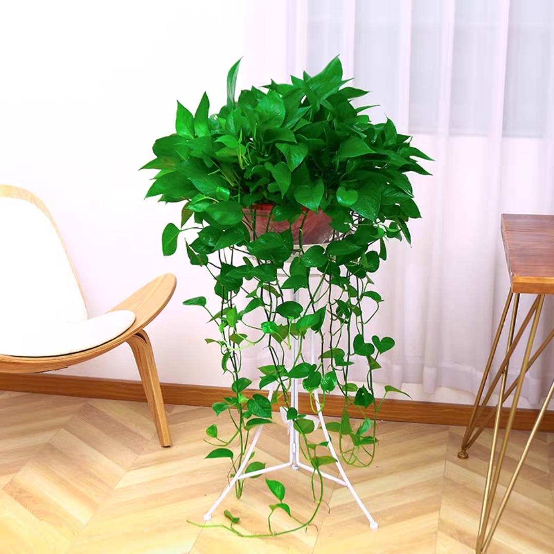 大吊绿萝绿箩盆栽 桌面大绿萝 