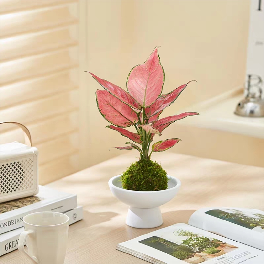 吉利红苔藓球北欧简约苔藓球水培