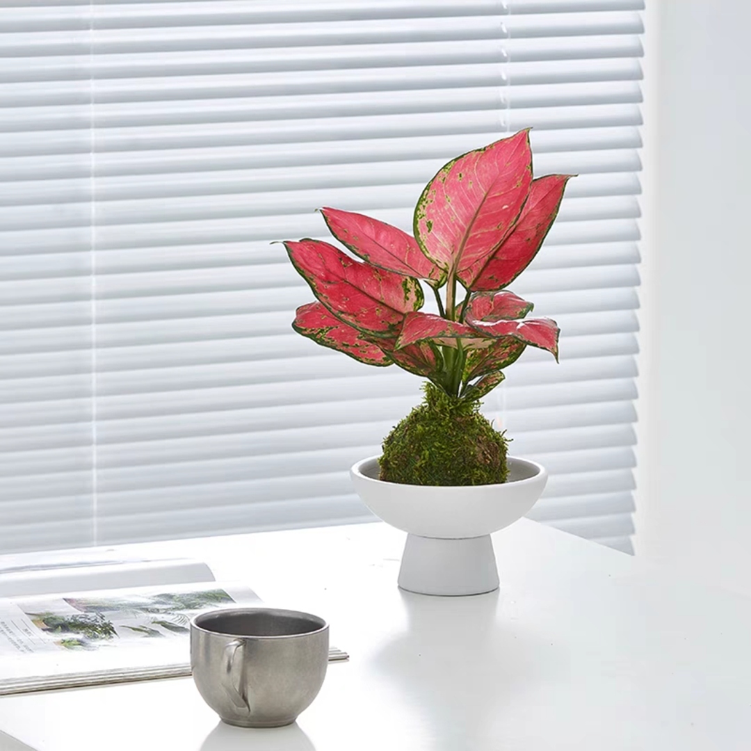 吉利红苔藓球北欧简约苔藓球水培