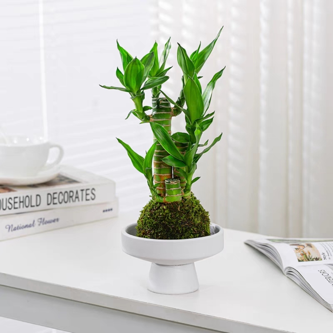 苔藓球富贵竹步步高苔藓球文昌竹