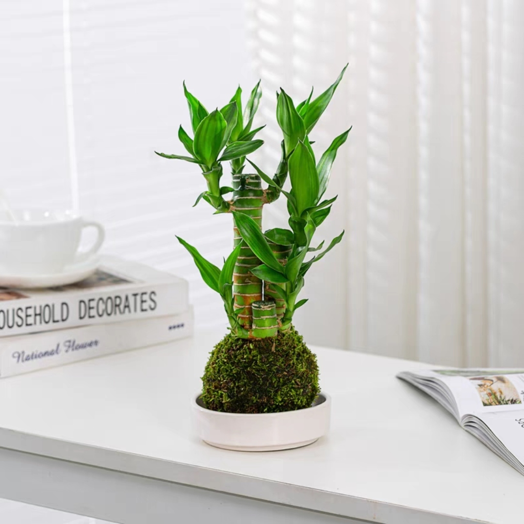 苔藓球富贵竹步步高苔藓球文昌竹