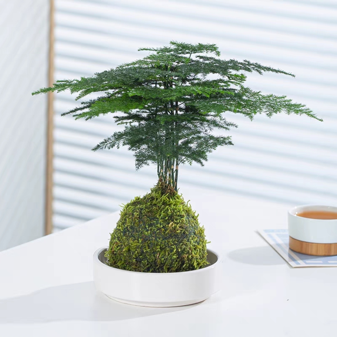 苔藓球文竹小盆栽水培植物茶几桌