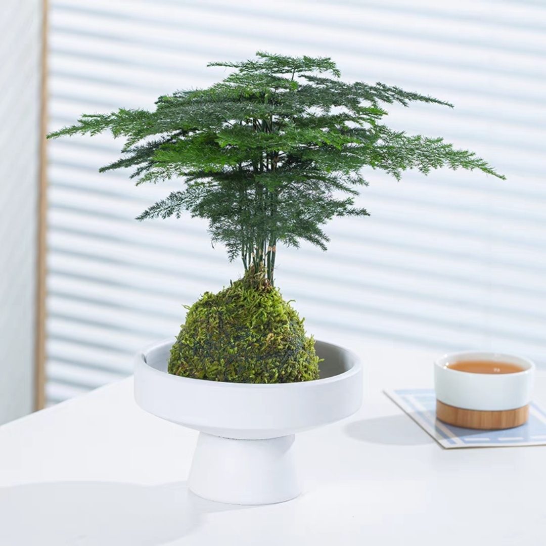 苔藓球文竹小盆栽水培植物茶几桌