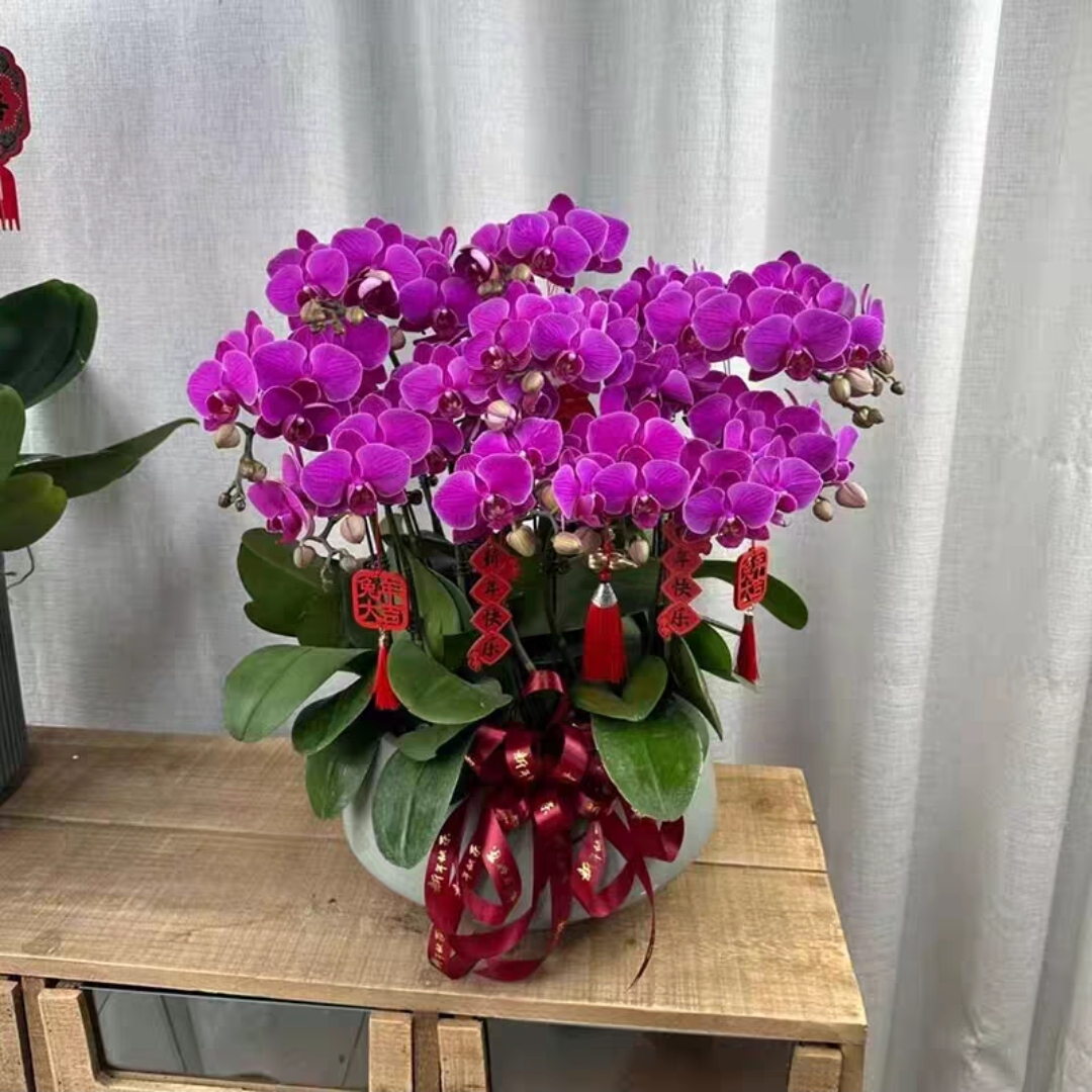 蝴蝶兰盆栽 1510-21 红