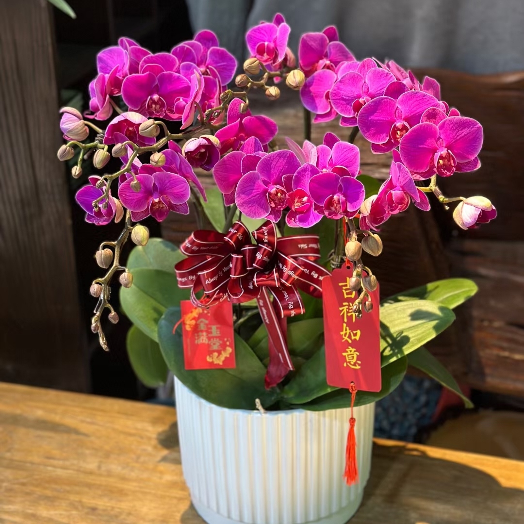 蝴蝶兰1506-29 大辣椒蝴