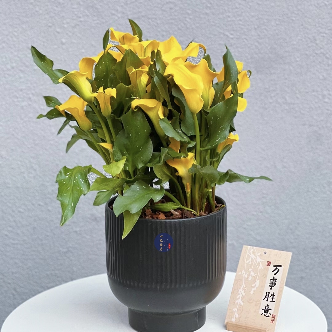 飞黄腾达 黄色马蹄莲组合盆栽