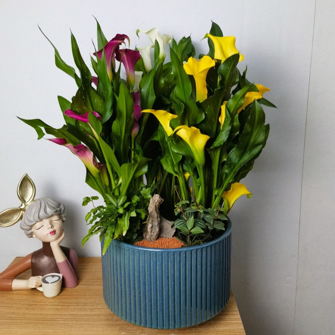 飞黄腾达 黄色马蹄莲组合盆栽