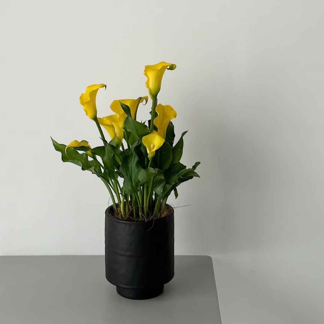 马蹄莲 精品盆栽