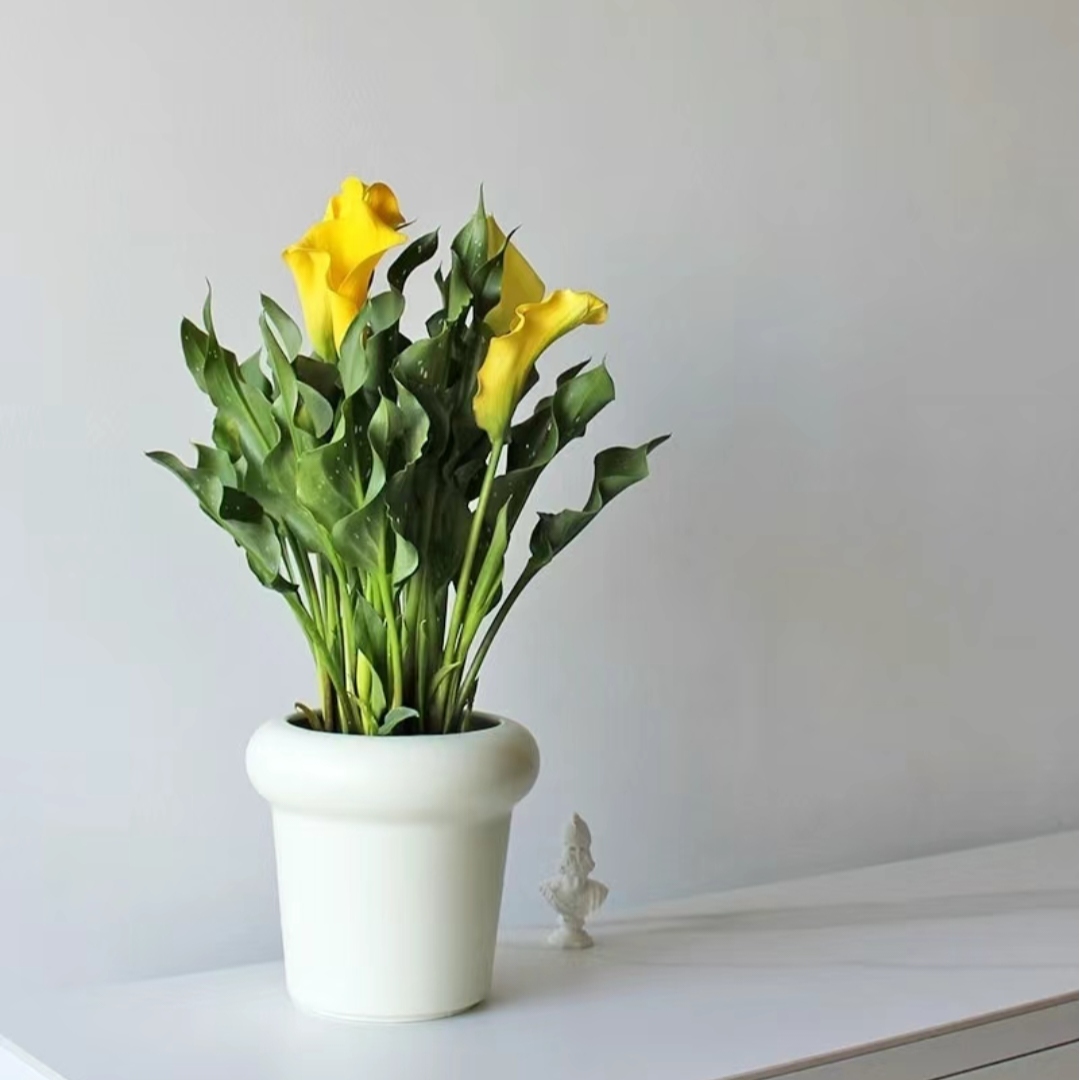 马蹄莲 精品盆栽