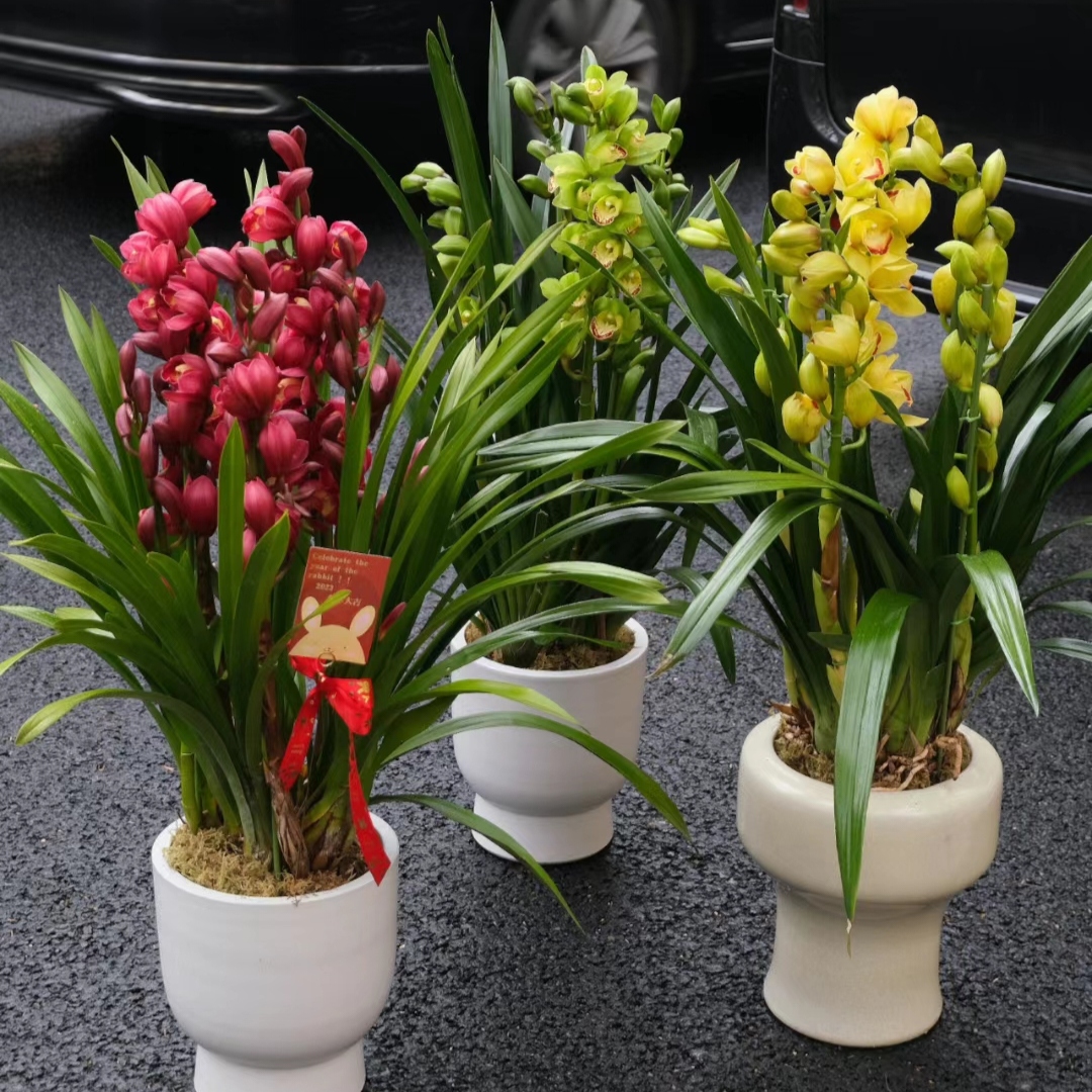 韩国惠兰 大花蕙兰 红色粉色黄