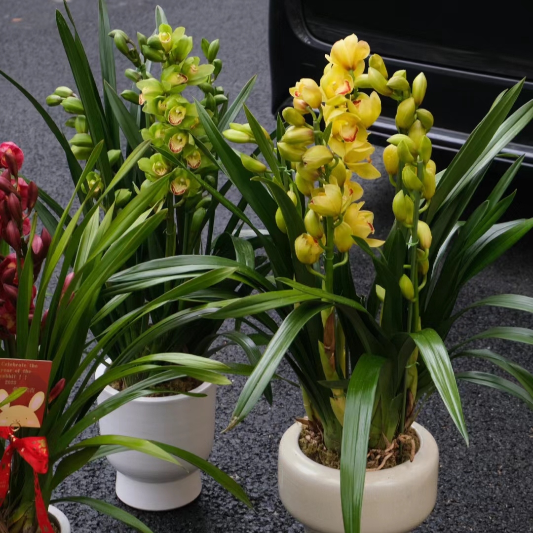 韩国惠兰 大花蕙兰 红色粉色黄